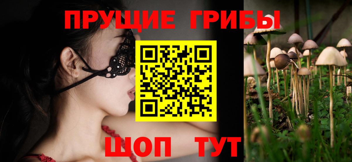 Димитровград  Псилоцибиновые грибы Cubensis  Вход с VPN 